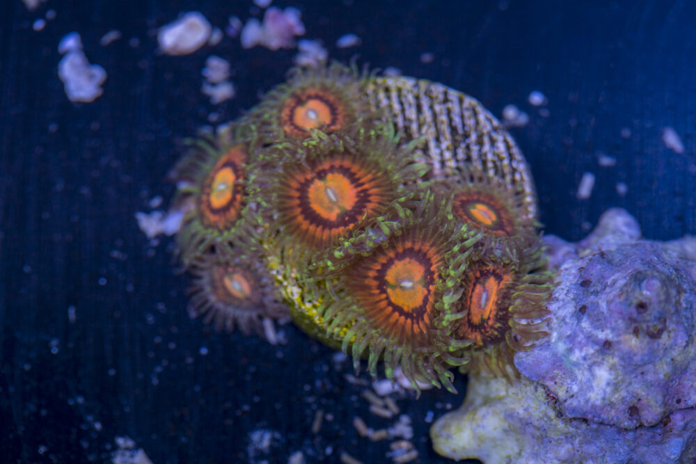 Zoanthids - Rainbow Incinerators
