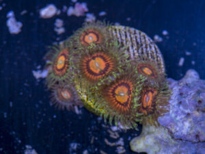 Zoanthids - Rainbow Incinerators