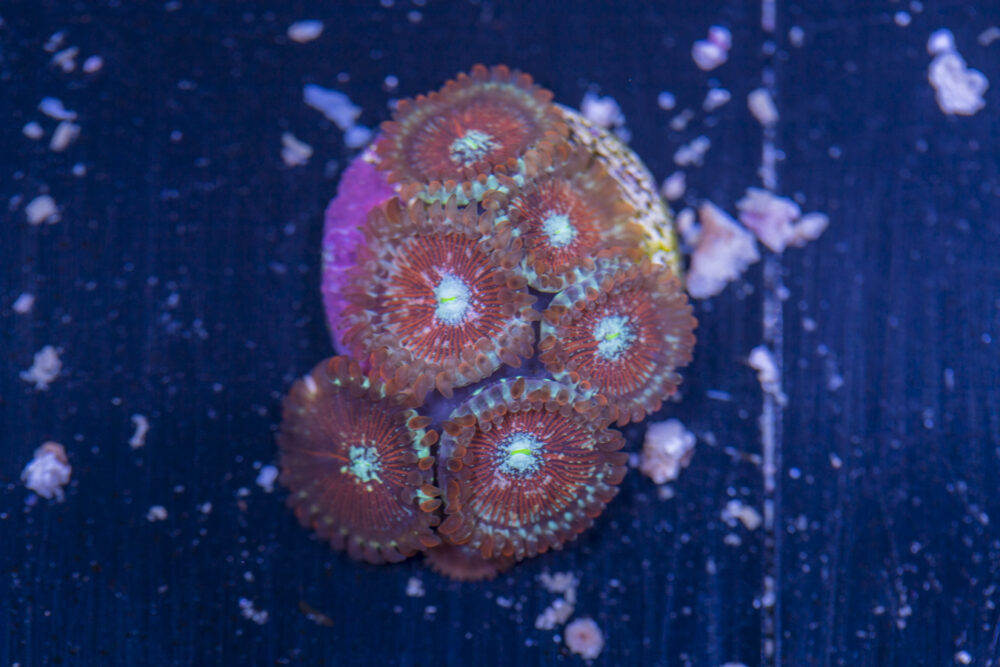 Zoanthids - Magicians