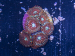 Zoanthids - Magicians
