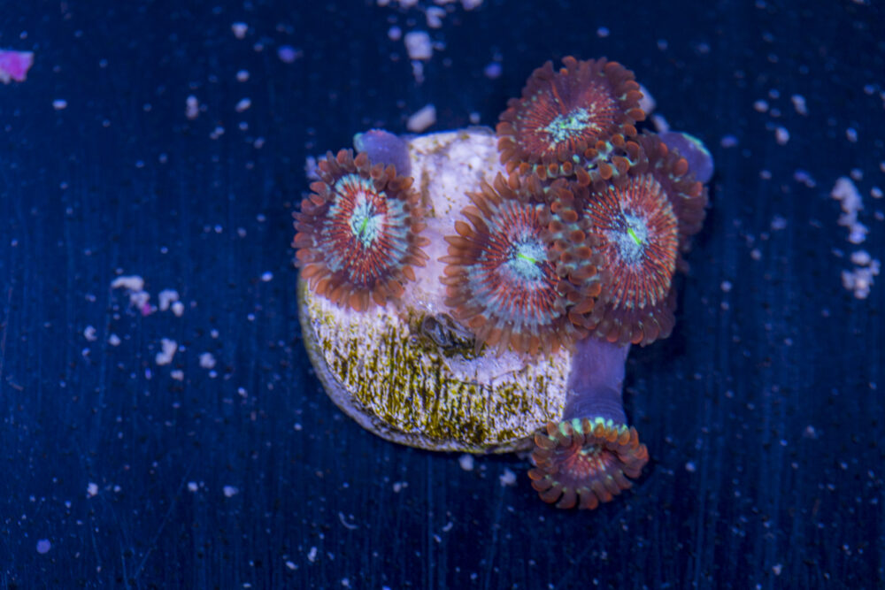 Zoanthids - Magicians