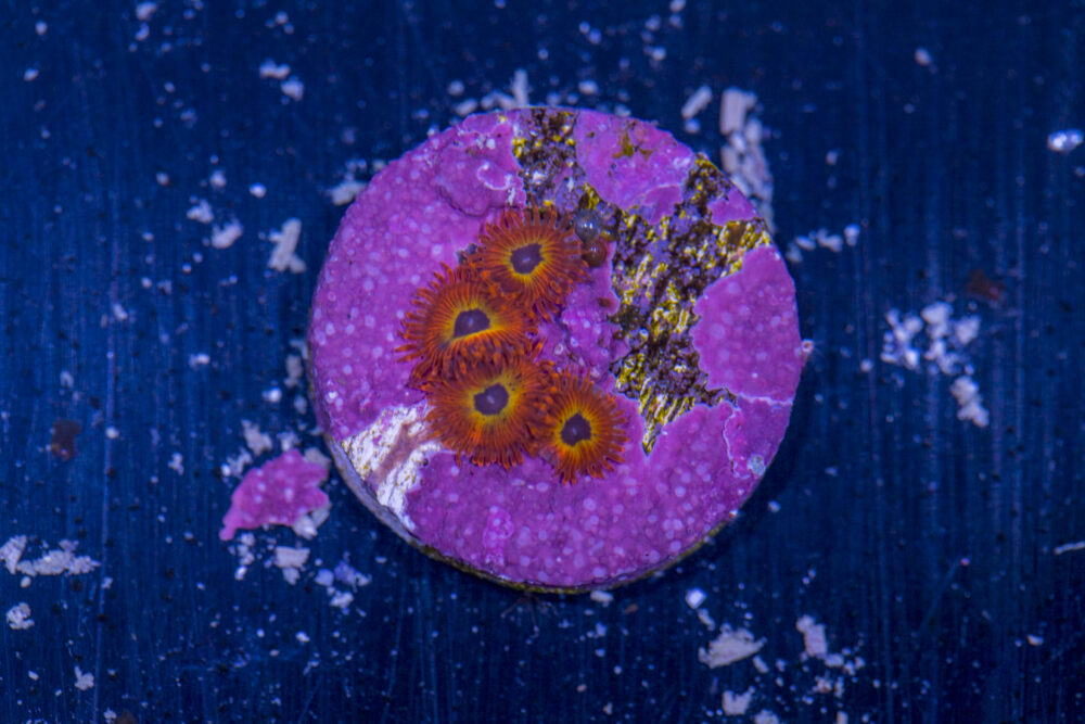 Zoanthids - Diaboliques