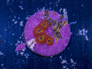 Zoanthids - Diaboliques