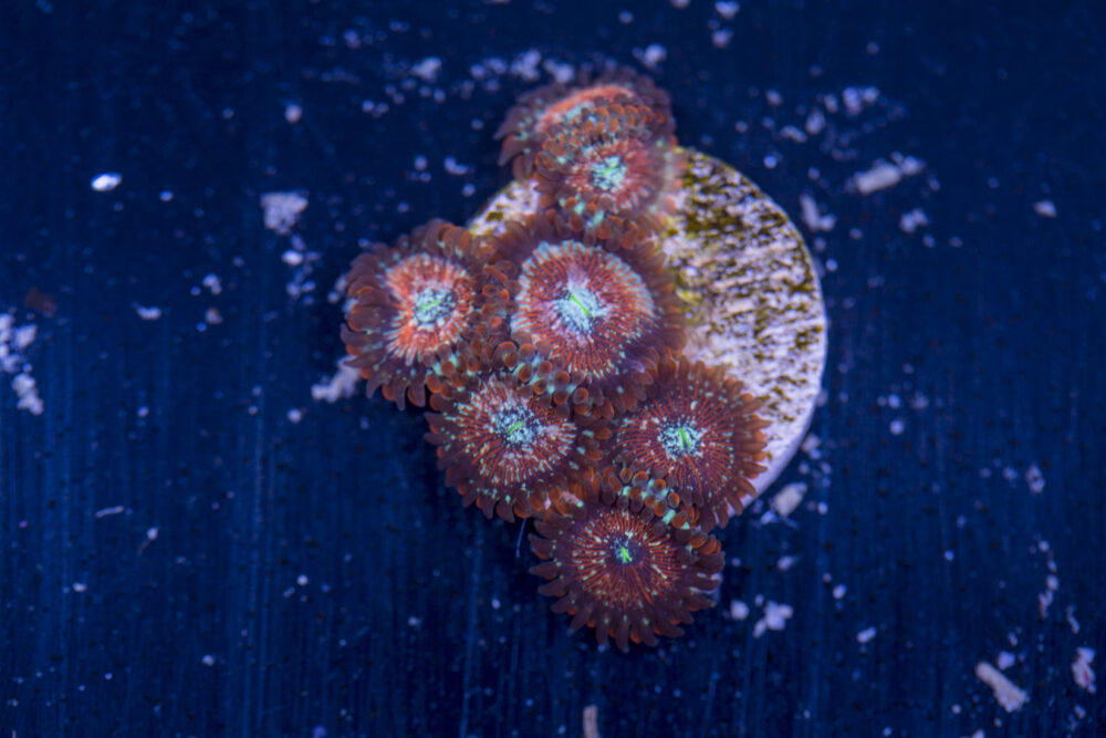 Zoanthids - Magicians