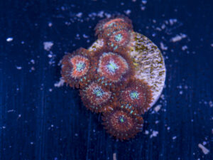 Zoanthids - Magicians