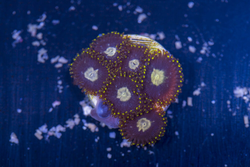 Zoanthids
