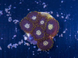 Zoanthids