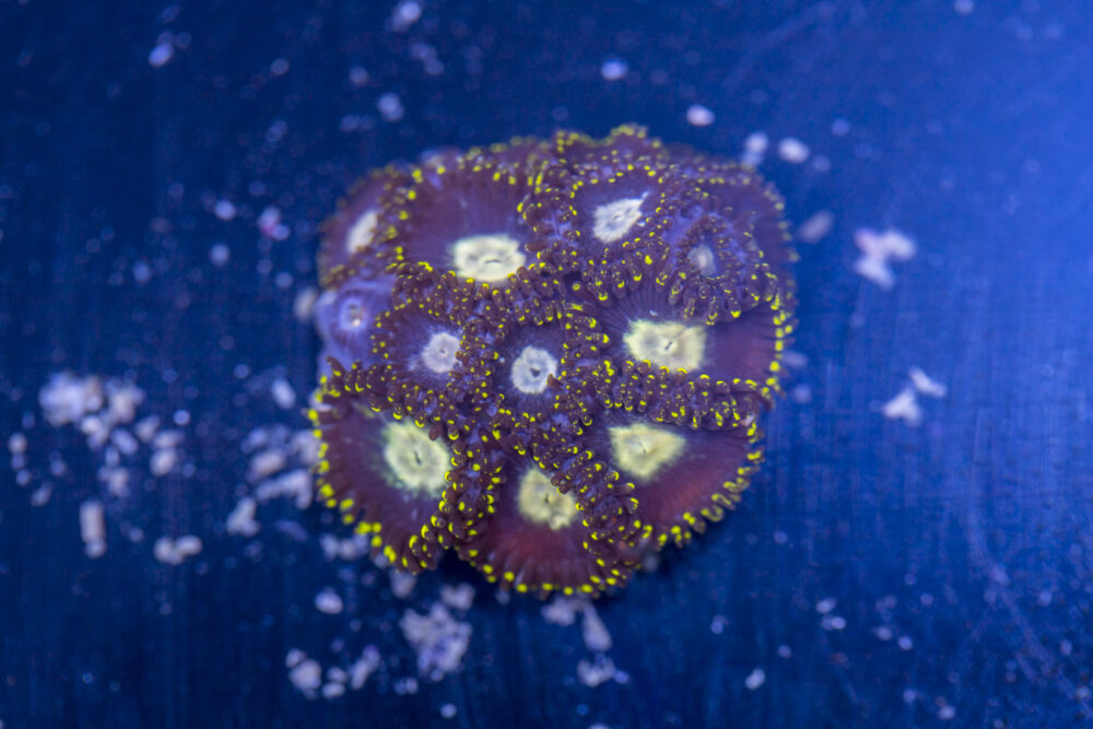 Zoanthids