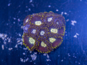 Zoanthids