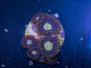 Zoanthids