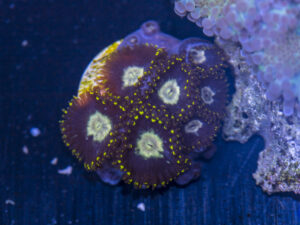 Zoanthids