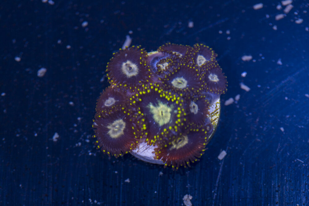 Zoanthids