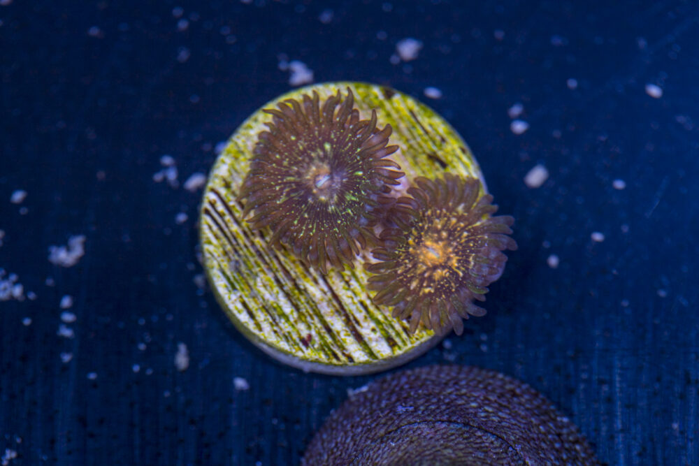 Zoanthids - Texas Grim Reapers