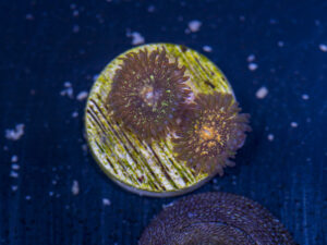 Zoanthids - Texas Grim Reapers