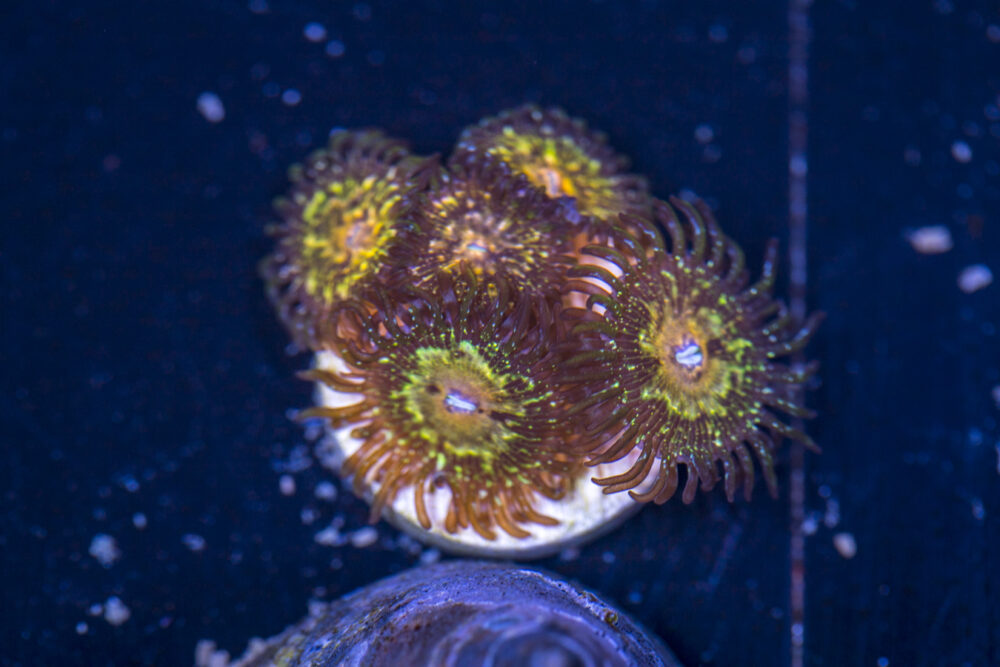 Zoanthids - Texas Grim Reapers