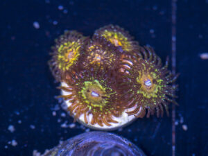 Zoanthids - Texas Grim Reapers