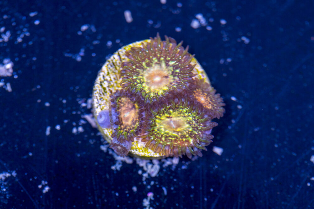 Zoanthids - Texas Grim Reapers