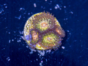 Zoanthids - Texas Grim Reapers