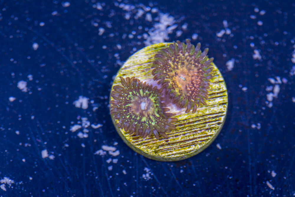 Zoanthids - Texas Grim Reapers