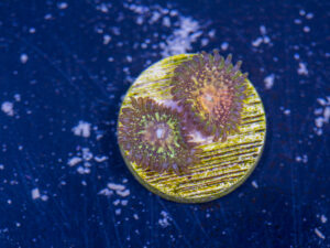 Zoanthids - Texas Grim Reapers