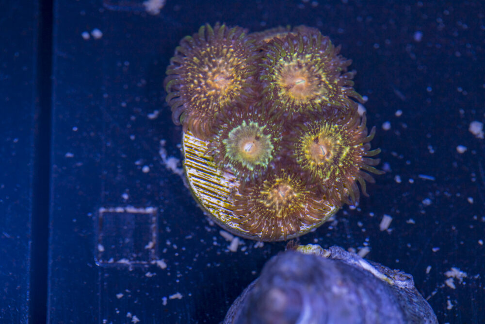Zoanthids - Texas Grim Reapers