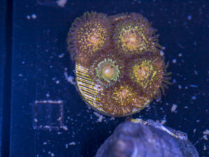 Zoanthids - Texas Grim Reapers