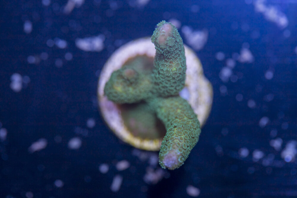 Montipora - Digitata