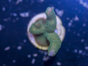 Montipora - Digitata