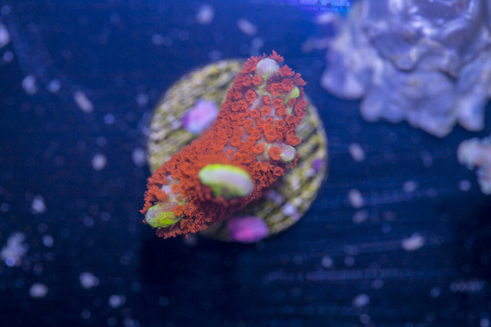Montipora - Bubblegum Digitata