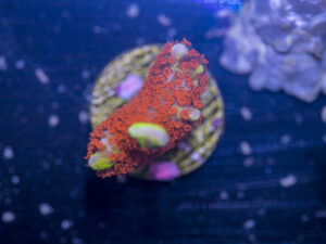 Montipora - Bubblegum Digitata