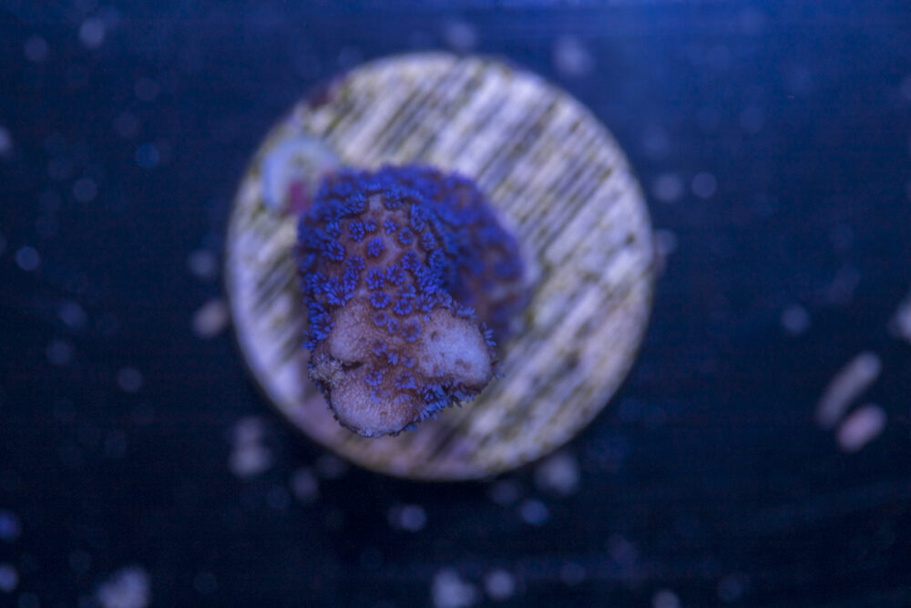 Montipora - Digitata