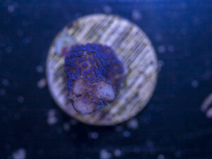 Montipora - Digitata
