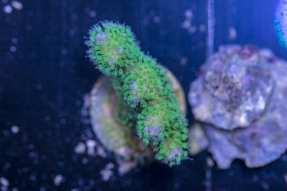 Pocillopora