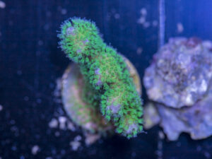 Pocillopora