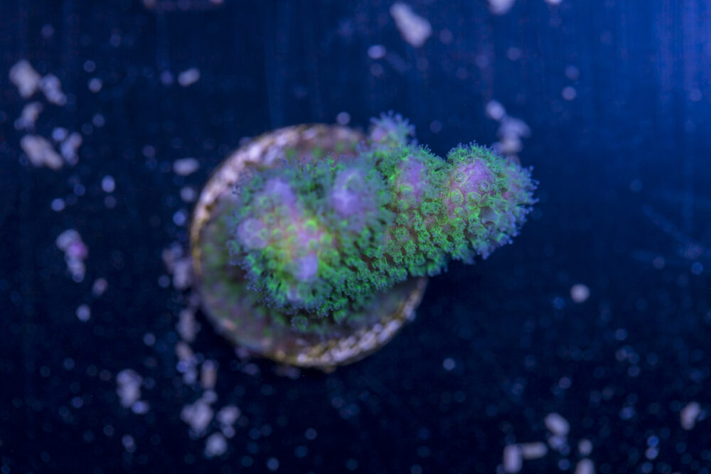 Pocillopora