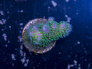 Pocillopora