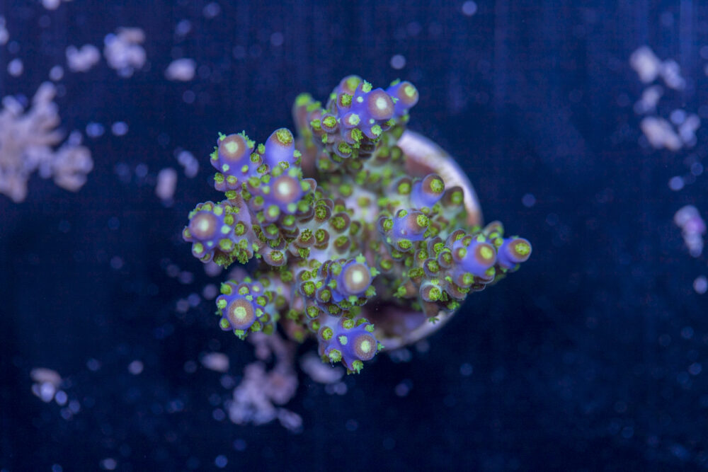 Acropora
