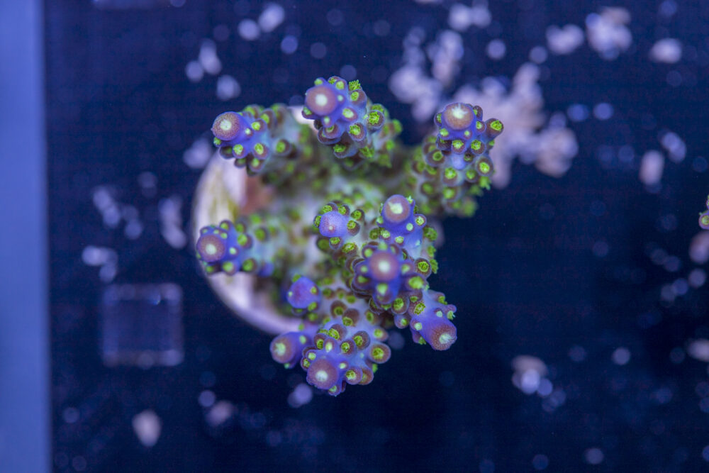 Acropora