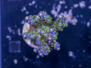 Acropora