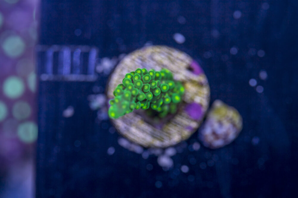 Acropora - Dallas