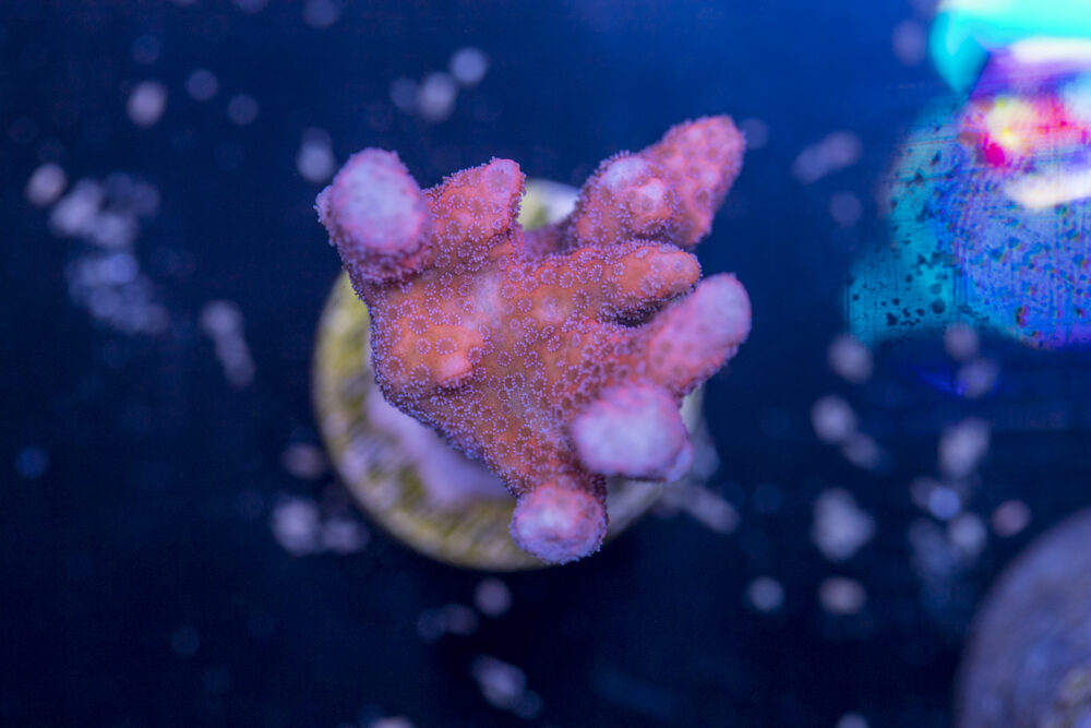 Montipora - Digitata