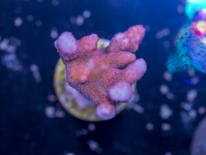 Montipora - Digitata
