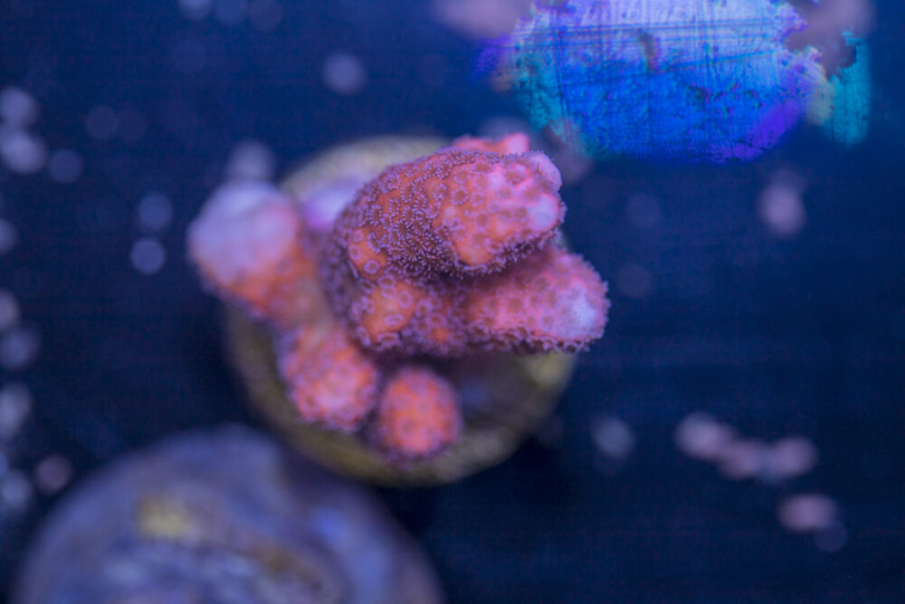 Montipora - Digitata
