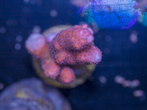 Montipora - Digitata