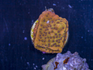 Montipora - Phoenix Danae