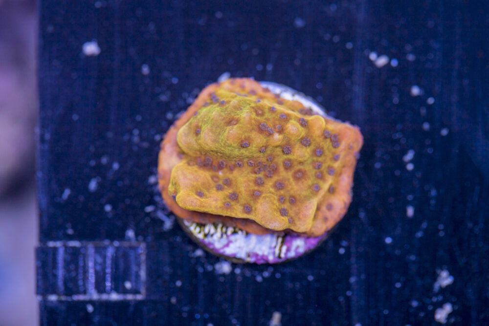 Montipora - Phoenix Danae