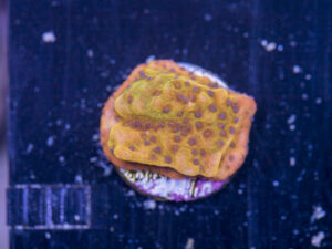 Montipora - Phoenix Danae