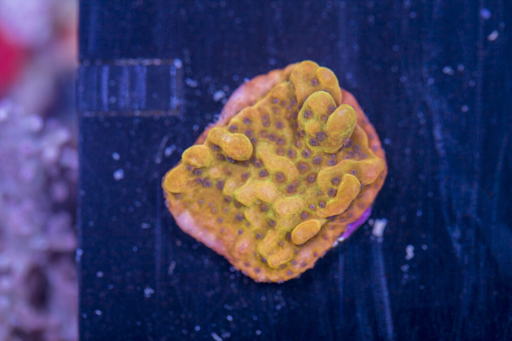 Montipora - Phoenix Danae