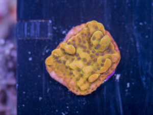 Montipora - Phoenix Danae