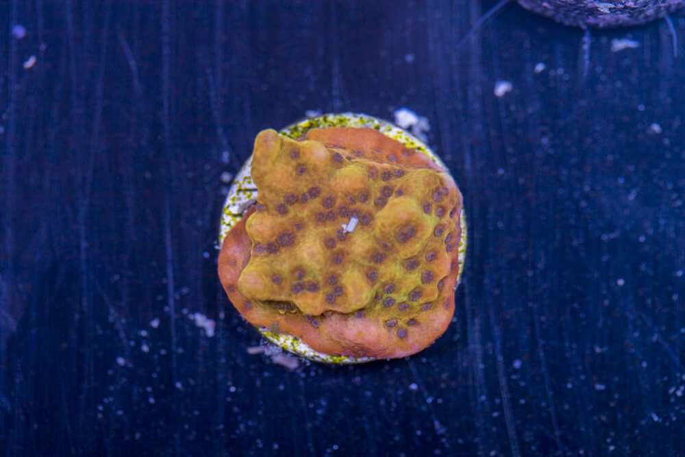 Montipora - Phoenix Danae